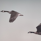 Docteur LAPORTE Paoline  à Mieussy