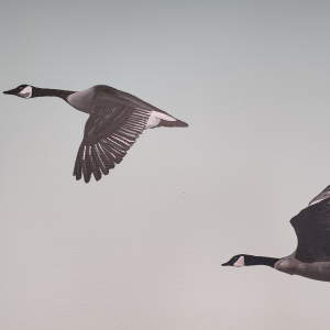 Docteur LAPORTE Paoline  à Mieussy